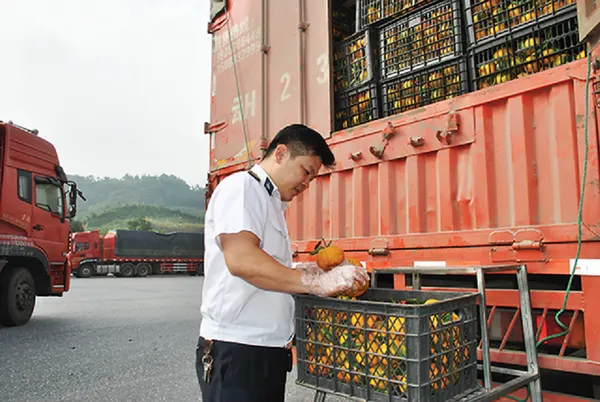 High-Quality & Cost-Effective Import Phytosanitary Inspection Services