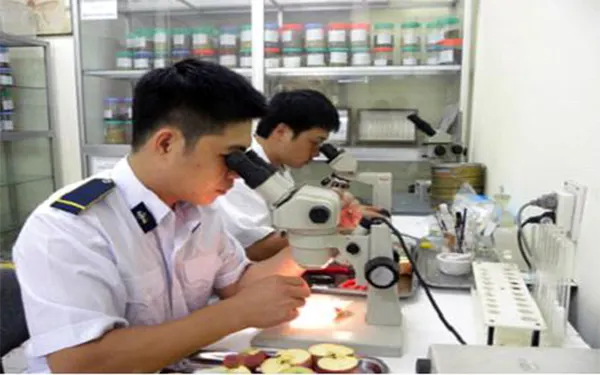High-Quality & Cost-Effective Import Phytosanitary Inspection Services